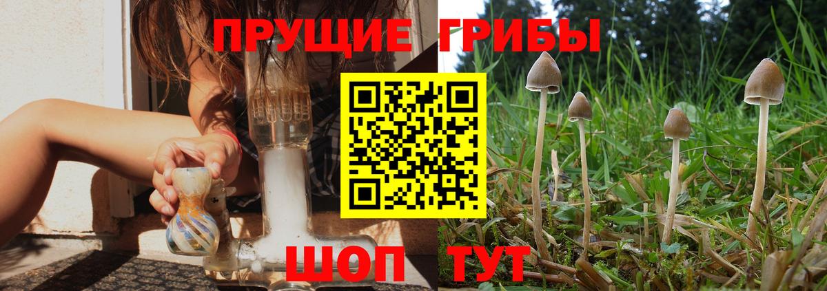 Псилоцибиновые грибы Psilocybe Дальнегорск